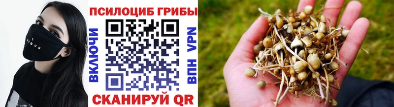 Купить где  Опочка  Псилоцибиновые грибы GOLDEN TEACHER 